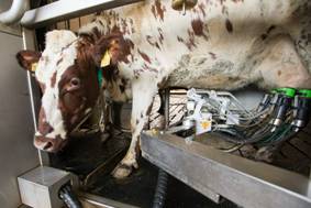 cowsandrobots001-15.jpg